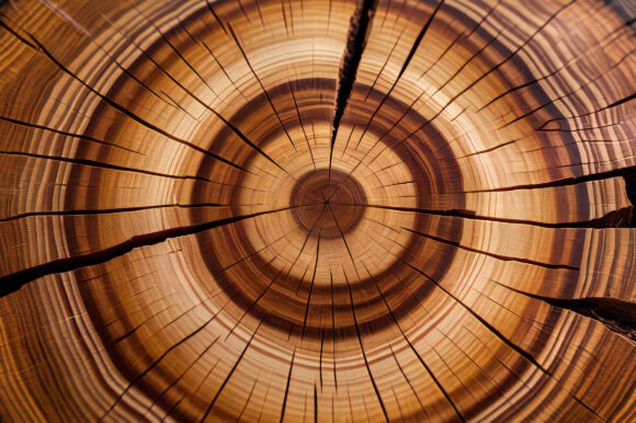 A Close Up of a Tree Stump: A Versatile and Inspiring Design Resource