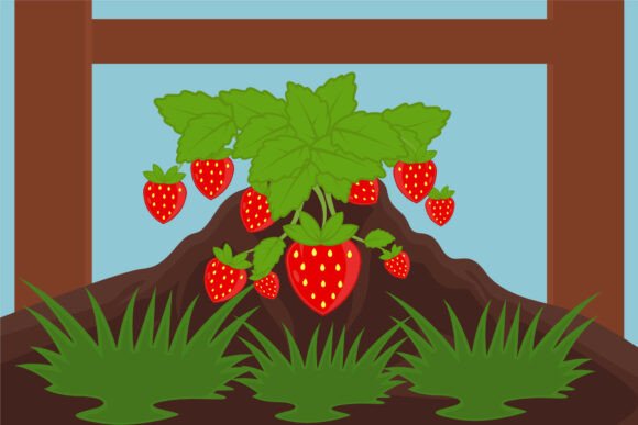 Strawberry Farming Landscaped Vector